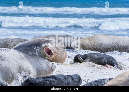 Südliche Elefantenrobben (Mirounga leonina) am Sandstrand, Sea Lion Island, Falkland Islands, Südamerika Stockfoto