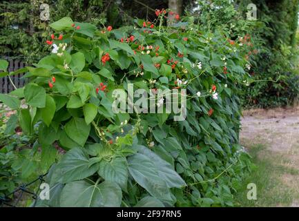 Feuerbohne 'Scarlet Emperor' (Phaseolus coccineus) wächst am Zaun Stockfoto