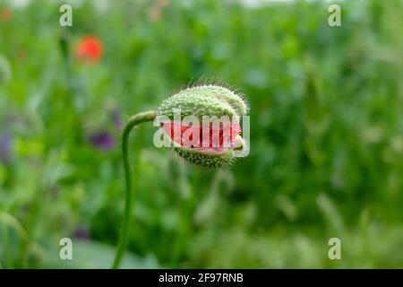 Roter Maismohn (Papaver rhoeas) in Knospe Stockfoto