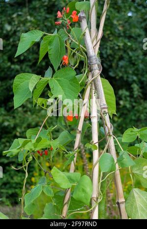 Feuerbohne „Scarlet Emperor“ (Phaseolus coccineus) Wächst auf einem Rahmen aus Bambusstangen Stockfoto