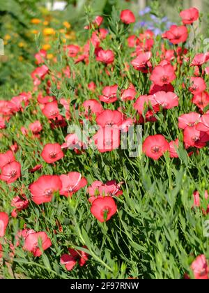 Der rote Flachs (Prachtlein, Linum grandiflorum) blüht Stockfoto