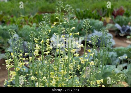 Brokkoliblüten (Brassica oleracea var. Italica) im Gemüsegarten Stockfoto