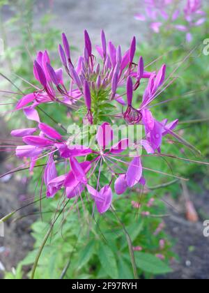 Spinnenblume (Cleome spinosa) in Blüte Stockfoto