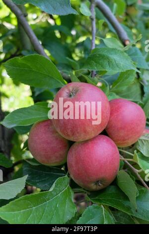 „Jamba“-Apfel (Malus domestica) Stockfoto