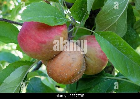 Monilia-Fruchtfäule (Monilinia fructigena) auf Äpfeln (Malus domestica) Stockfoto