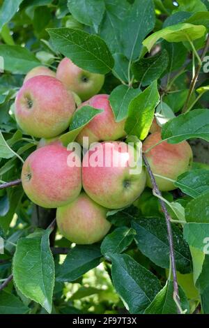 „Jamba“-Apfel (Malus domestica) Stockfoto