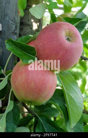 „Jamba“-Apfel (Malus domestica) Stockfoto