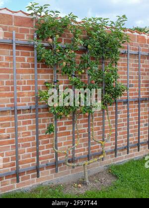Apfelbaum 'Prinz Albrecht von Preußen' (Malus domestica) Auf dem Gitter an der Wand Stockfoto