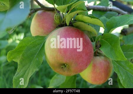 „Jamba“-Apfel (Malus domestica) Stockfoto