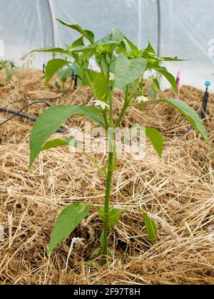 Paprika (Capsicum annuum) Mit Heu als Mulch- und Bewässerungssystem Stockfoto