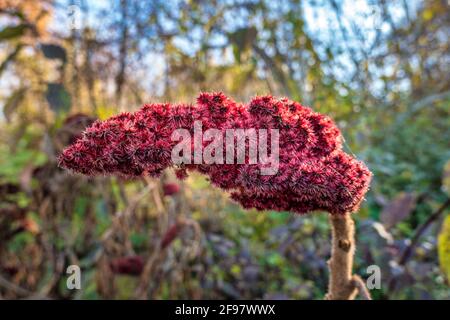 Blüte vom Essigbaum (Rhus typhina), Bayern, Deutschland, Europa Stockfoto