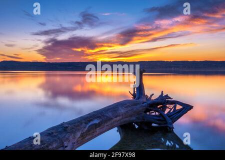 Baumstamm liegt am Ufer, Sonnenuntergang am Ammersee, Fünfseenland, Oberbayern, Bayern, Deutschland, Europa Stockfoto