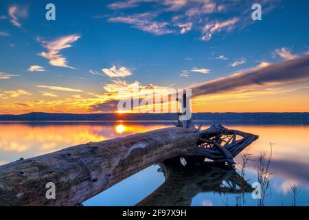 Baumstamm liegt am Ufer, Sonnenuntergang am Ammersee, Fünfseenland, Oberbayern, Bayern, Deutschland, Europa Stockfoto