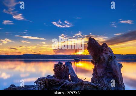 Baumstamm liegt am Ufer, Sonnenuntergang am Ammersee, Fünfseenland, Oberbayern, Bayern, Deutschland, Europa Stockfoto