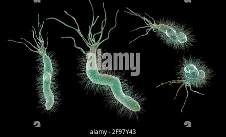 Helicobacter pylori bacterium, Illustration Stockfoto