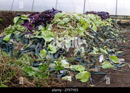 Erstellen Sie eine Hügelschicht, eine Schicht von Gartenabfällen Stockfoto