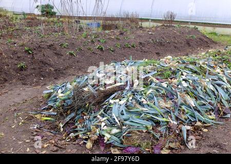 Erstellen Sie eine Hügelschicht, eine Schicht von Gartenabfällen Stockfoto