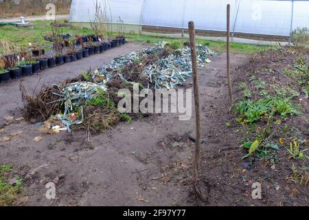 Erstellen Sie eine Hügelschicht, eine Schicht von Gartenabfällen Stockfoto