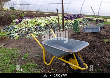 Erstellen Sie ein Hügelbett, eine Schicht von Gartenabfällen, eine Schubkarre vor Stockfoto