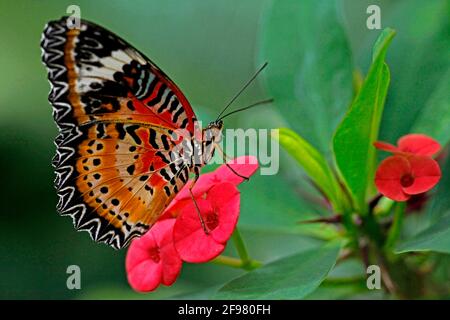 Schmetterlingsgarten, tropischer Schmetterling, Cethosia hypsea, Christdornblüten, Schloss Sayn, Kreis Mayen-Koblenz, Eigentümer: Prinz von Sayn-Wittgenstein, Rheinland-Pfalz, Deutschland Stockfoto