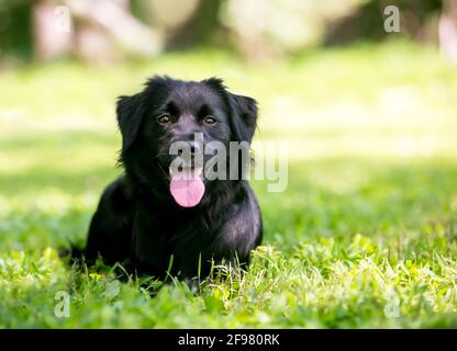Ein schwarzer Flat-Coated Retriever Mischlingshund, der sich hinlegt Das Gras mit einem fröhlichen Ausdruck Stockfoto