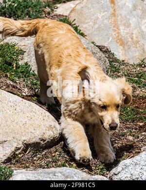 Golden Retriever Welpe läuft in einem Garten Stockfoto