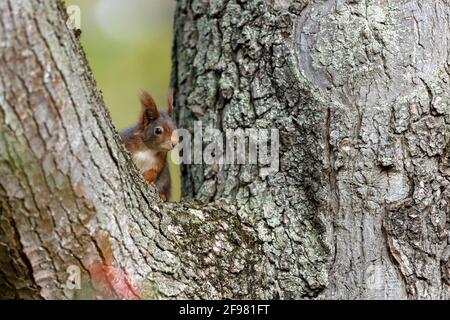 Rotes Eichhörnchen, (Sciurus vulgaris) in einem Baum sitzend, Deutschland Stockfoto
