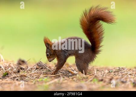 Rotes Eichhörnchen, (Sciurus vulgaris) auf Nahrungssuche, Deutschland Stockfoto