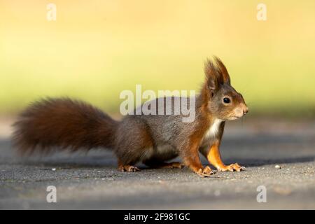 Rotes Eichhörnchen, (Sciurus vulgaris) auf Nahrungssuche, Deutschland Stockfoto