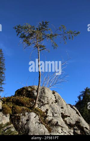 Fichtenkeimling, Fichte auf Felsbrocken bei Grainau im tiefen Wald vor blauem Himmel, Europa, Deutschland, Bayern, Oberbayern, Zugspitzland, Grainau Stockfoto