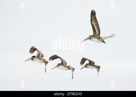 Seitenansicht einer Gruppe brauner Pelikane, die zusammen fliegen Stockfoto