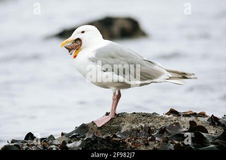 Nahaufnahme einer Möwe, die einen Meeresstern frisst Stockfoto