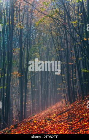 Nebliger Herbstwald im Zentralbalkan Stockfoto