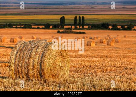 Landwirtschaftliche Landschaft - Feld mit Heuballen bei Sonnenuntergang Stockfoto