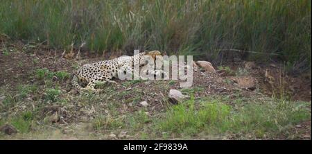 Cheetah Entspannen und Stalking im Pilanesberg Nationalpark Südafrika Stockfoto