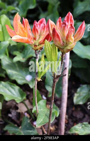 Azalea ‘Gibraltar’ Rhododendron Gibraltar – orangefarbene Blüten mit gelbem Lichtreflexe, April, England, Großbritannien Stockfoto