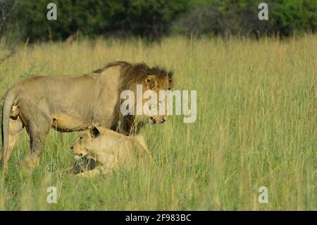 Ein Paarungspaar von braunem Löwen und Löwin in Pilanesberg Nationalpark Südafrika Stockfoto