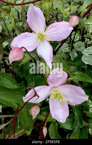 Clematis montana Rubens ‘Pink Perfection’ Pale rosa Blüten mit zentralem weißen Flush auf jedem Blütenblatt, April, England, Großbritannien Stockfoto