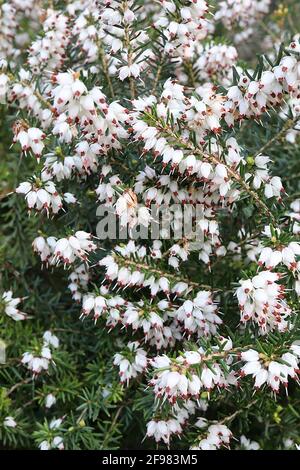 Erica carnea f alba ‘Springwood White’ Winter-Heidekraut Springwood White – Haufen winziger, urnenförmiger weißer Blüten, April, England, Großbritannien Stockfoto