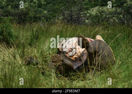 Ein totes pochiertes Nashorn im Pilanesberg Nationalpark Südafrika Stockfoto