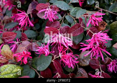 Loropetalum chinense var. rubrum ‘Fire Dance’ Chinesische Fransenblume Fire Dance – tiefrosa bändige Blütenblätter und mahagonibraune Blätter, April, Großbritannien Stockfoto