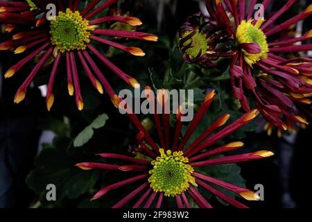 Chrysanthemum Burnt Orange Spider / Windrad / Fantasy Löffel Chrysanthemum – tiefrote, speichenartige Blütenblätter mit gelben Spitzen, April, England, UK Stockfoto