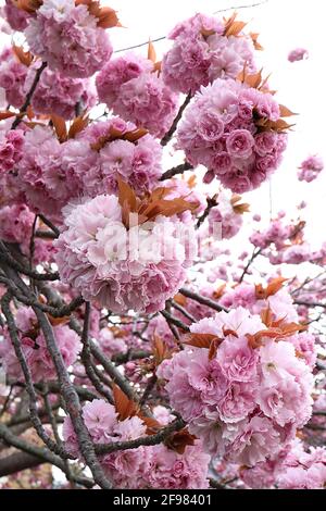 Prunus ‘Kanzan’ Kanzan Kirschblüte – gestielte Cluster aus doppelt rosa Blüten, April, England, Großbritannien Stockfoto