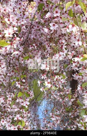 Prunus Cherry pendula ‘Pendula Rosea’ hängende Rosenkrauenkirsche – Cluster aus einschaligen rosa Blüten, April, England, Großbritannien Stockfoto