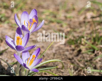 Drei Nahaufnahmen Makroviolett Crocus Vernus Frühlingsblume auf grünen Blättern Bokeh Hintergrund, selektiver Fokus, kopieren Raum Stockfoto