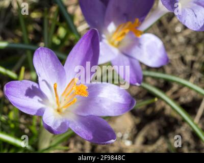 Nahaufnahme Makroviolett Crocus Vernus Frühlingsblume auf grünen Blättern Bokeh Hintergrund, selektiver Fokus auf Pistill Stockfoto