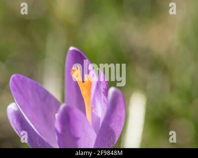 Nahaufnahme Makroviolett Crocus Vernus Frühlingsblume auf grünen Blättern Bokeh Hintergrund, selektiver Fokus auf Pistill Stockfoto