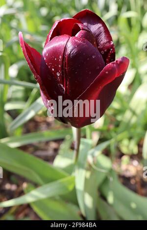 Tulipa ‘Queen of Night’ Single Late 5 Queen of Night Tulpe – dunkelviolette kastanienbraune Blüten, April, England, Großbritannien Stockfoto