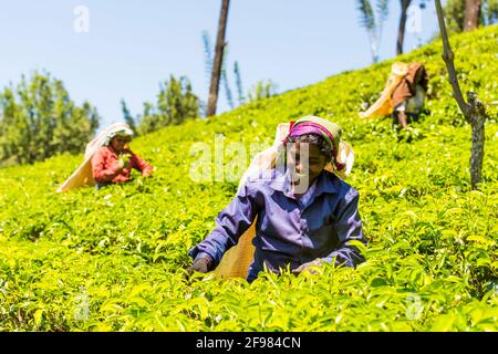 Sri Lanka, Melsiripura, Teeplantage bei Nuwara Eliya, Frauen, Ernte Stockfoto