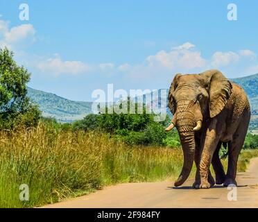 Großer und musthafrikanischer Elefant (Loxodonta Africana) Straßensperre in einem südafrikanischen Naturschutzgebiet